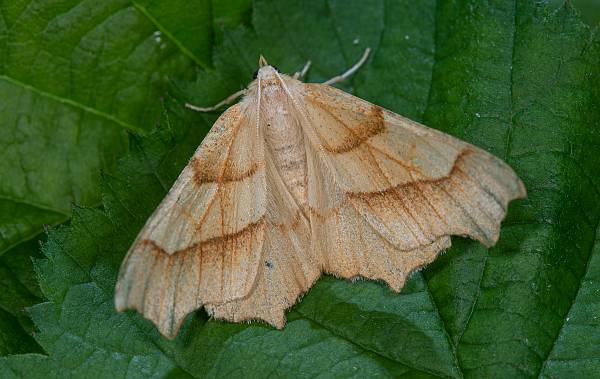 Ennomos quercinaria EichenZackenrandspanner